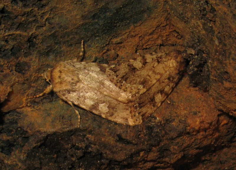 Noctuidae da determinare - Pyrois effusa